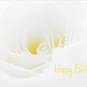 Birthday Yellow Rose