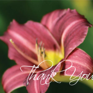 Pink Lily Thanks