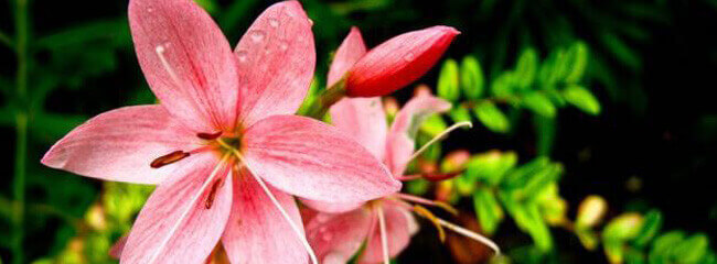 Beautiful Lilies In Pink