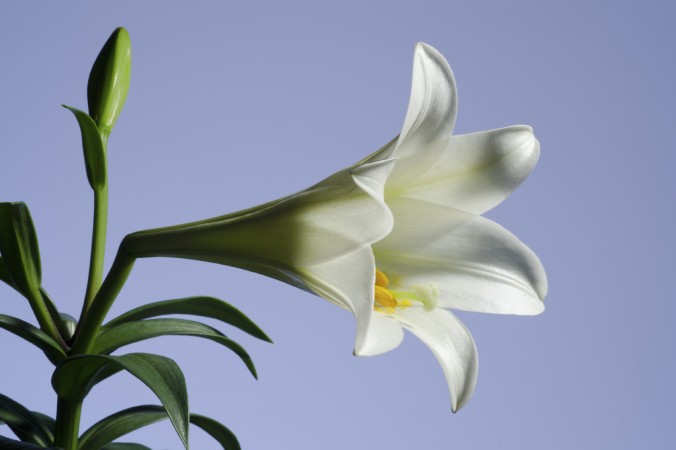 lily-touch-image
